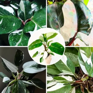 Philodendron Melanochrysum Live Plant - Rare Variegated Houseplant 5-9