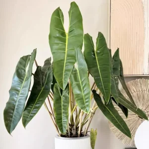 Philodendron Melanochrysum Live Plant - Rare Variegated Houseplant 5-9