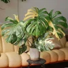 Philodendron Melanochrysum Live Plant - Rare Variegated Houseplant 5-9" Tall - Indoor - Image 1