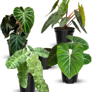 Philodendron Melanochrysum Live Plant - Rare Variegated Houseplant 5-9