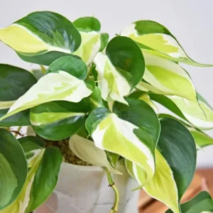 Philodendron Melanochrysum Live Plant - Rare Variegated Houseplant 5-9