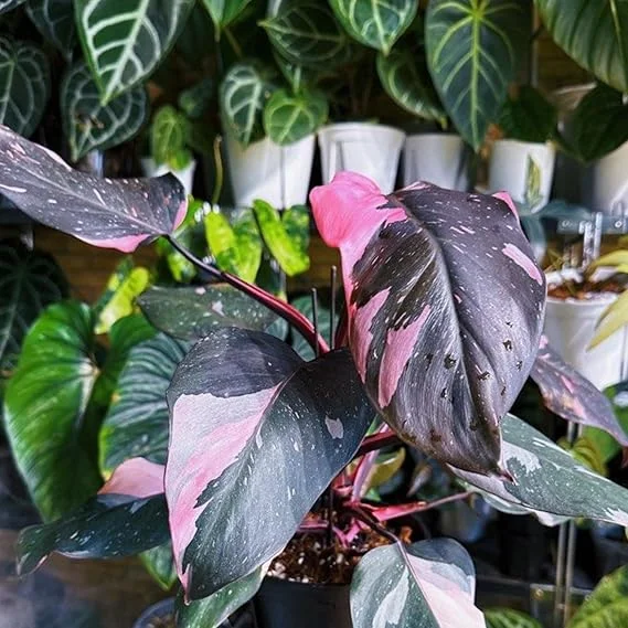 Philodendron Prince of Pink Live Plant - 4-9" Tall Houseplant, Pink Foliage - Image 6