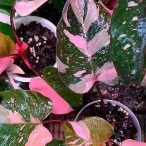 Philodendron Prince of Pink Live Plant – Tropical Houseplant 4-9