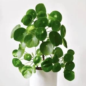 Pilea Peperomioides Live Plant - 2 Money Plants, 5 to 7 Inches Tall, Indoor - Image 4