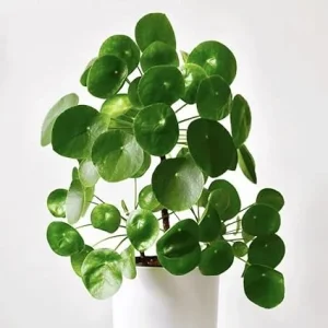 Pilea Peperomioides Live Plant - 2 Money Plants, 5 to 7 Inches Tall, Indoor - Image 5