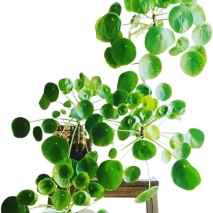 Pilea Peperomioides Live Plant - Chinese Money Plant, 5-7 Inches Tall, Houseplant - Image 5