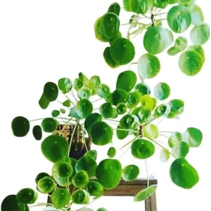 Pilea Peperomioides Live Plant - Chinese Money Plant, 5-7 Inches Tall, Houseplant - Image 7