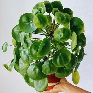 Pilea Peperomioides Live Plant - Money Plant, 5-7 Inch Height, Indoor/Outdoor Houseplant - Image 2