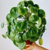 Pilea Peperomioides Live Plant - Money Plant, 5-7 Inch Height, Indoor/Outdoor Houseplant - Image 1