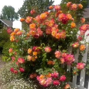Pinata Climbing Rose Live Plant – Golden Yellow & Orange, Fragrant, 5-7 Inch Tall Climber - Image 2