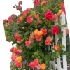 Pinata Climbing Rose Live Plant – Golden Yellow & Orange, Fragrant, 5-7 Inch Tall Climber - Image 1
