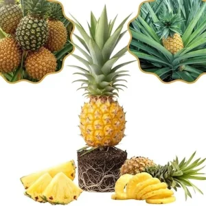 Pineapple Gold Live Plant – 4-8 Inches Tall Tropical Fruit Tree – Outdoor - Image 2
