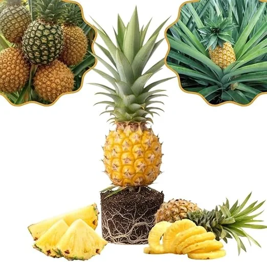 Pineapple Gold Live Plant – 4-8 Inches Tall Tropical Fruit Tree – Outdoor - Image 2