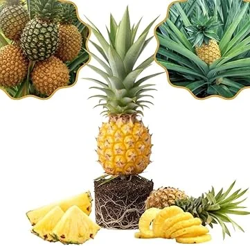 Pineapple Gold Live Plant – 4-8 Inches Tall Tropical Fruit Tree – Outdoor - Image 1