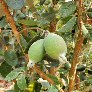 Pineapple Guava Live Plants - Set of 2, 4-8 Inches Tall, Outdoor - Image 4