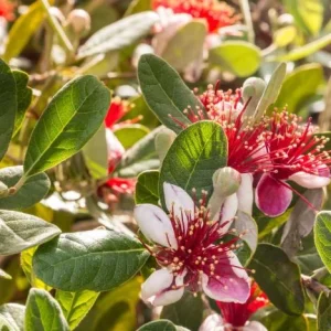 Pineapple Guava Plant Live for Planting, Feijoa Sellowiana Plant for Outdoor Garden 5 to 6 Inch Tall, Ship No Pot - Image 2