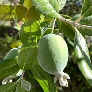 Pineapple Guava Plant Live for Planting, Feijoa Sellowiana Plant for Outdoor Garden 5 to 6 Inch Tall, Ship No Pot - Image 4
