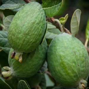Pineapple Guava Plant Live for Planting, Feijoa Sellowiana Plant for Outdoor Garden 5 to 6 Inch Tall, Ship No Pot - Image 5