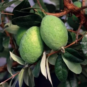 Pineapple Guava Plant Live for Planting, Feijoa Sellowiana Plant for Outdoor Garden 5 to 6 Inch Tall, Ship No Pot - Image 7