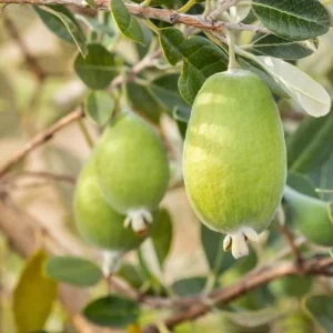 Pineapple Guava Plant Live for Planting, Feijoa Sellowiana Plant for Outdoor Garden 5 to 6 Inch Tall, Ship No Pot - Image 8