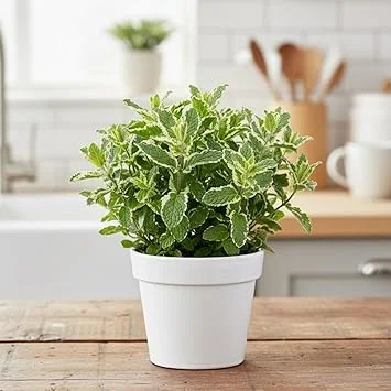 Pineapple Mint Live Plant 4-6" Tall - Potted Perennial Herb for Gardens - Image 4