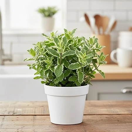 Pineapple Mint Live Plant 4-6" Tall - Potted Perennial Herb for Gardens - Image 5