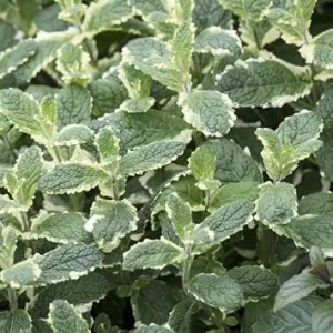 Pineapple Mint Live Plant – 4 inch Pot – Aromatic Herb, Indoor/Outdoor - Image 3