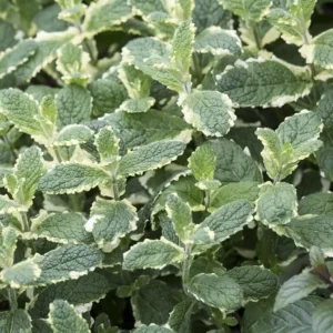 Pineapple Mint Live Plant – 4 inch Pot – Aromatic Herb, Indoor/Outdoor - Image 5