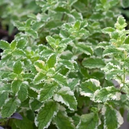 Pineapple Mint Live Plant – Aromatic Herb, 4 Inch Pot, Zones 4-11 - Image 1