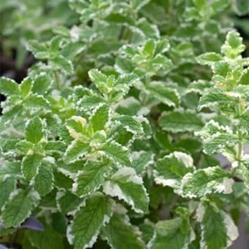 Pineapple Mint Live Plant – Aromatic Herb, 4 Inch Pot, Zones 4-11 - Image 3