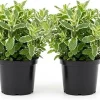 Pineapple Mint Live Plant – Set of 2, 4-6 Inches, Perennial Herb, Indoor/Outdoor - Image 1