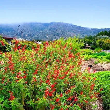 Pineapple Salvia Live Plant in 4 inch Pot - Red Salvia Sage Perennial - Image 4