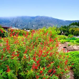 Pineapple Salvia Live Plant in 4 inch Pot - Red Salvia Sage Perennial - Image 7