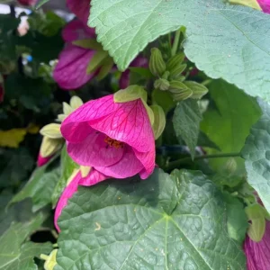 Pink Abutilon Plant - Flowering Maple Live Plant 5-8 Inch Tall - Image 3