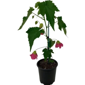 Pink Abutilon Plant - Flowering Maple Live Plant 5-8 Inch Tall - Image 4
