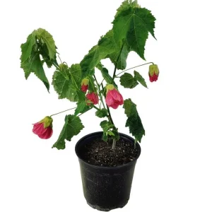 Pink Abutilon Plant - Flowering Maple Live Plant 5-8 Inch Tall - Image 5