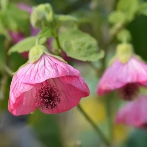 Pink Abutilon Plant - Flowering Maple Live Plant 5-8 Inch Tall - Image 6