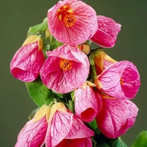 Pink Abutilon Plant - Flowering Maple Live Plant 5-8 Inch Tall - Image 8