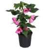 Pink Abutilon Plant - Flowering Maple Live Plant 5-8 Inch Tall - Image 1