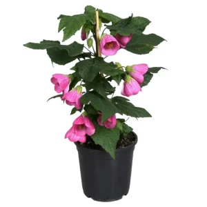 Pink Abutilon Plant - Flowering Maple Live Plant 5-8 Inch Tall - Image 1