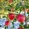Pink Apple Tree Live Plant, 24 Inch Tall, Dwarf Fruit Tree, Zones 4-9 - Image 1