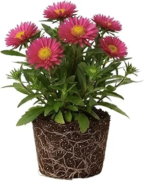 Pink Aster Live Plant, Perennial, 5-7 Inches Tall, Vibrant Blooms, Indoor/Outdoor - Image 3