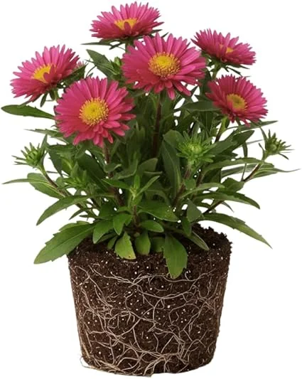 Pink Aster Live Plant, Perennial, 5-7 Inches Tall, Vibrant Blooms, Indoor/Outdoor - Image 6