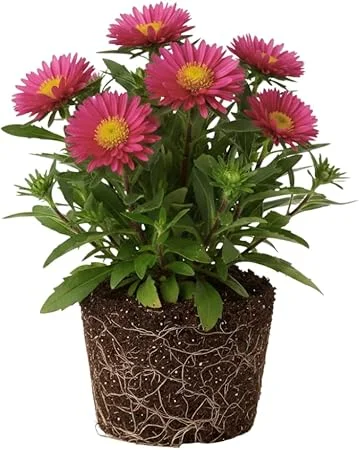 Pink Aster Live Plant, Perennial, 5-7 Inches Tall, Vibrant Blooms, Indoor/Outdoor - Image 1