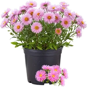 Pink Aster Live Plant - Perennial Flower, 5-7 Inches Tall, USDA Zones 3-8 - Image 2