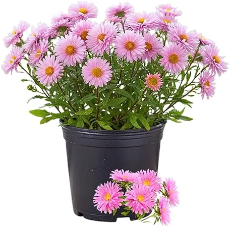 Pink Aster Live Plant - Perennial Flower, 5-7 Inches Tall, USDA Zones 3-8 - Image 6