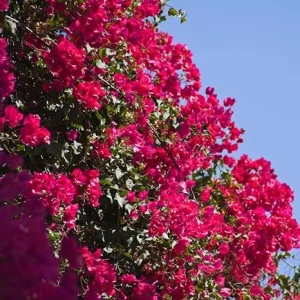 Pink Bougainvillea Live Plants – 2 Pack, 5-9 Inches Tall – Outdoor Garden - Image 5