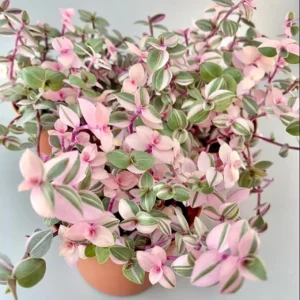 Pink Callisia Repens Live Plant Pink Turtle Vine House Plant Indoor 4 Inch Pot - Image 3