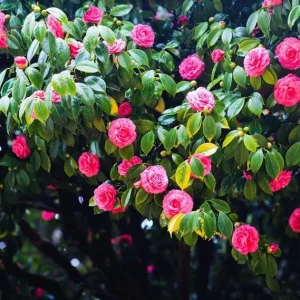 Pink Camellia Japonica Live Plant, 5-10 Inch Tall Flowering Bush, 4 Inch Pot, Outdoor - Image 3