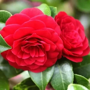 Pink Camellia Live Plant, 10-12 Inch Tall Camellia Japonica, 4" Pot - Image 1